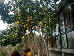 -桃园农庄·桃源宴