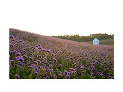-紫颐香薰山谷景区