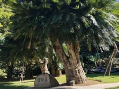 -深圳仙湖植物园