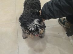 -艾贝尔宠物医院·狂犬免疫点(江山金象城店)