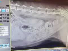 -康成宠物医院24H·CT·核磁共振