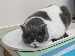 -艾贝尔宠物医院·24H转诊中心·肿瘤猫专科(江宁双龙店)
