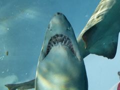 -瑞普利水族馆