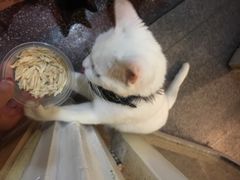 -猫色咖啡·猫咖