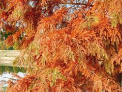 -羊亭河湿地公园