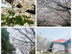 -高东镇樱花园