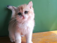 -东方名猫馆·英短金渐层布偶猫舍(环线广场1号楼店)