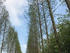 -昆山城市生态森林公园