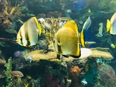 -瑞普利水族馆