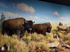 -陕西自然博物馆