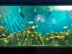 -锦艺城海洋馆