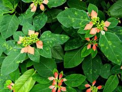 -广西壮族自治区药用植物园