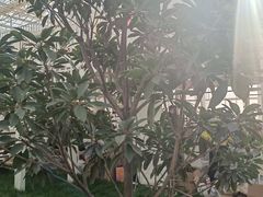 -中国农科院国家农业科技展示园