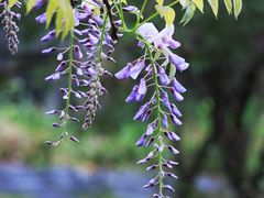 -上海吴淞炮台湾国家湿地公园