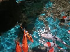 -大连圣亚海洋世界