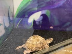 -上海大自然野生昆虫馆