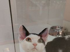 -三花喵·撸猫购宠·宠物生活馆(虹桥南丰城店)