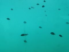 -亚龙湾海底世界