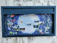 -广东惠东海龟国家级自然保护区