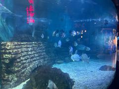 -烟台海昌鲸鲨海洋公园