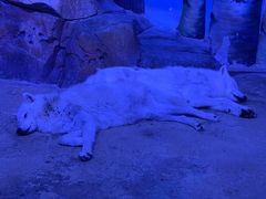 -芜湖新华联大白鲸海洋公园