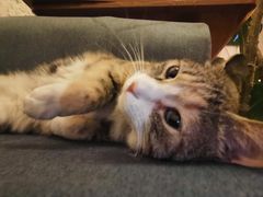 -Sirena海妖日咖夜酒