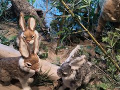 -黄海国家森林公园