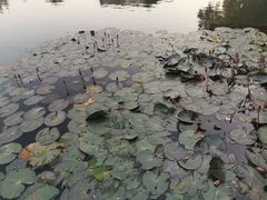 -荔湾湖公园