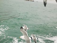 -长岛万鸟岛