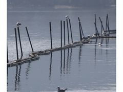 -渤公岛生态公园