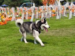 -PETKIT小佩宠物·低压洗护(国顺东路店)