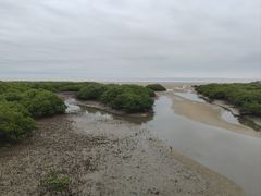 -北海金海湾红树林生态旅游区