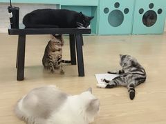 -萌喵咖啡屋(人民东路4号口M16商铺店)