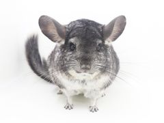 -龙猫仔乐园(惠福东路店)