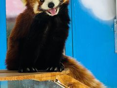 -栾川竹海野生动物园