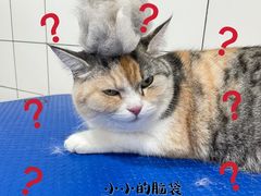 -凯瑞希宠物医院·狂犬免疫·微创·皮肤科