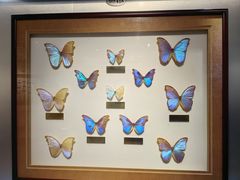 -上海昆虫博物馆