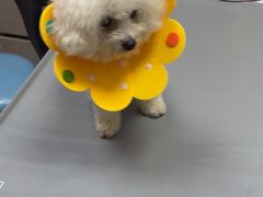 -宠物星动物医院·眼科·异宠·猫科(江南大道总院)