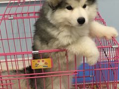 -翊宠yipet猫狗购宠庄园犬舍•猫舍