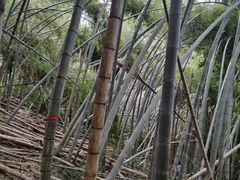 -四明山国家森林公园