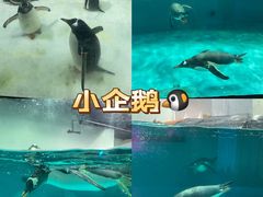 -正佳极地海洋世界