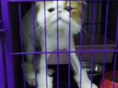 -中农大我爱我爱24h动物医院·中医针灸·猫专科·骨科医疗中心(双井店)