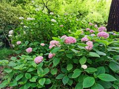 -上海共青森林公园