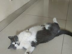 -东莞宠友24H宠物中心医院·转诊夜诊·异宠(新河北路院)