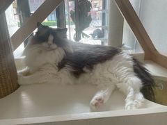 -琪喵猫屋·撸猫猫咖·猫舍