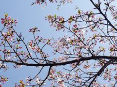-高东镇樱花园