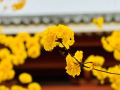 -光孝寺