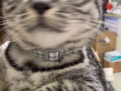 -瑞派康怡24h宠物医院·犬猫医疗中心·微创绝育(瑞景分院)