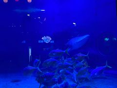 -烟台海昌鲸鲨海洋公园