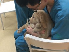 -瑞派·关忠动物医院·猫专科·犬专科(三环新城店)